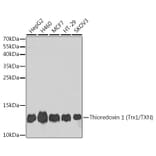 Western Blot - Anti-Thioredoxin / TRX Antibody (A91578) - Antibodies.com