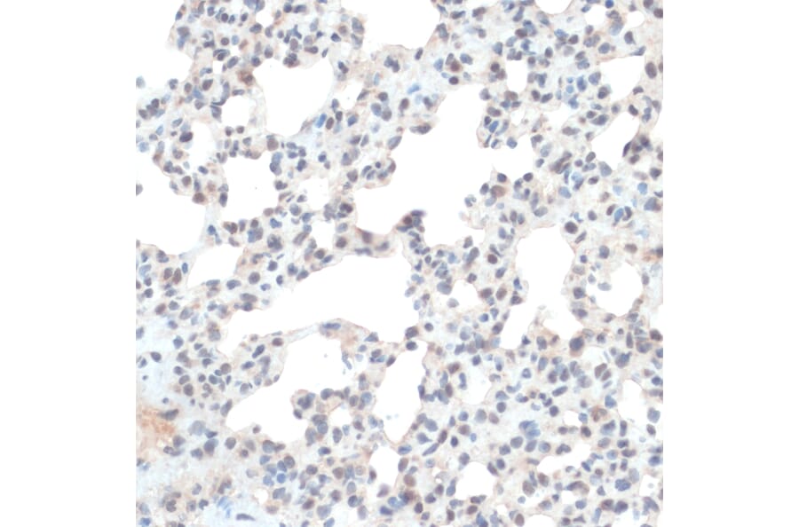 Immunohistochemistry - Anti-Thioredoxin / TRX Antibody (A91578) - Antibodies.com