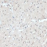 Immunohistochemistry - Anti-Thioredoxin / TRX Antibody (A91578) - Antibodies.com