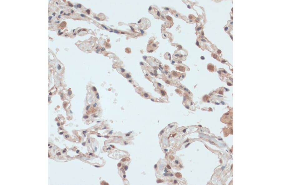 Immunohistochemistry - Anti-Thioredoxin / TRX Antibody (A91578) - Antibodies.com