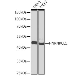 Western Blot - Anti-HNRNPCL1 Antibody (A91580) - Antibodies.com