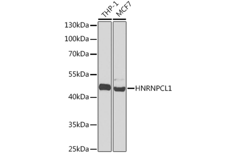 Western Blot - Anti-HNRNPCL1 Antibody (A91580) - Antibodies.com