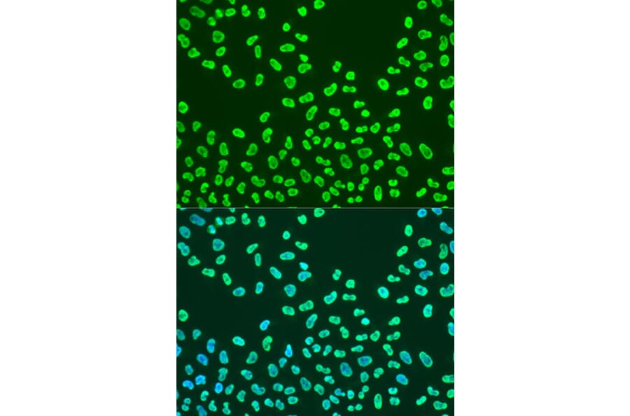 Immunofluorescence - Anti-KHDRBS2 Antibody (A15969) - Antibodies.com