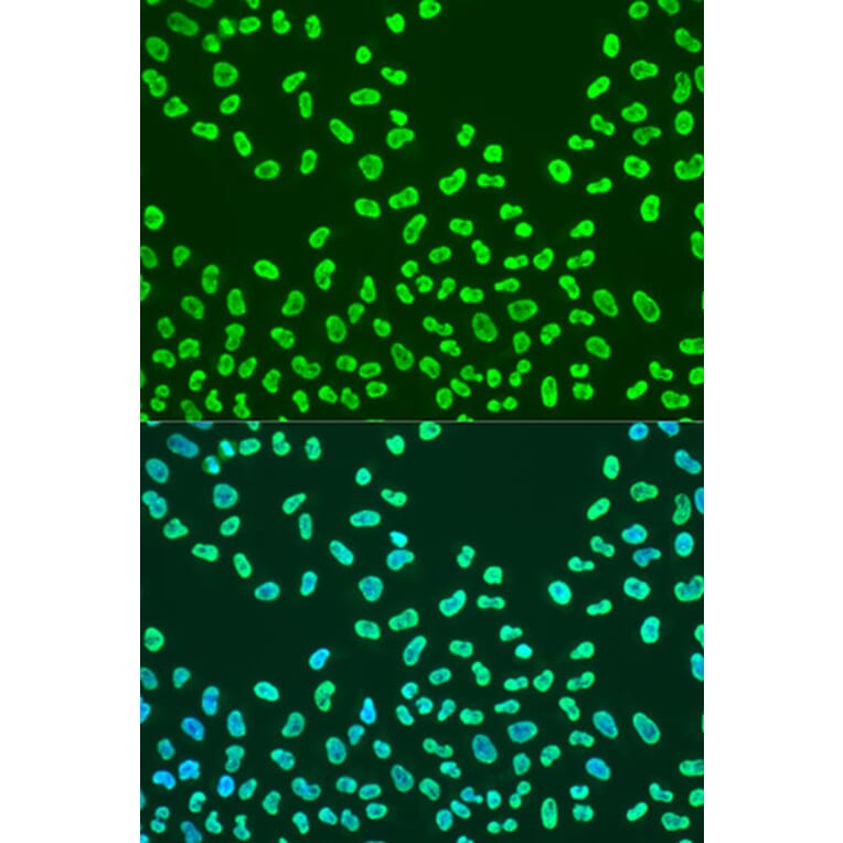 Immunofluorescence - Anti-KHDRBS2 Antibody (A15969) - Antibodies.com