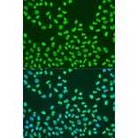 Immunofluorescence - Anti-KHDRBS2 Antibody (A15969) - Antibodies.com