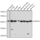 Western Blot - Anti-P2Y10 Antibody (A91586) - Antibodies.com