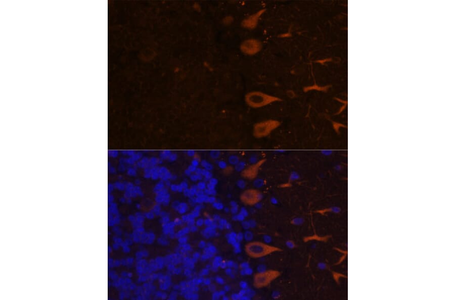 Immunofluorescence - Anti-KAL1 Antibody (A91591) - Antibodies.com