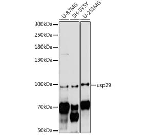 Western Blot - Anti-USP29 Antibody (A91594) - Antibodies.com