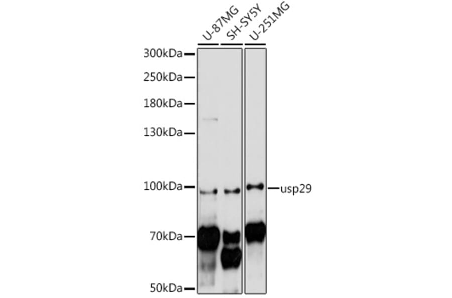 Western Blot - Anti-USP29 Antibody (A91594) - Antibodies.com