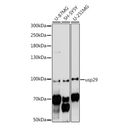 Western Blot - Anti-USP29 Antibody (A91594) - Antibodies.com