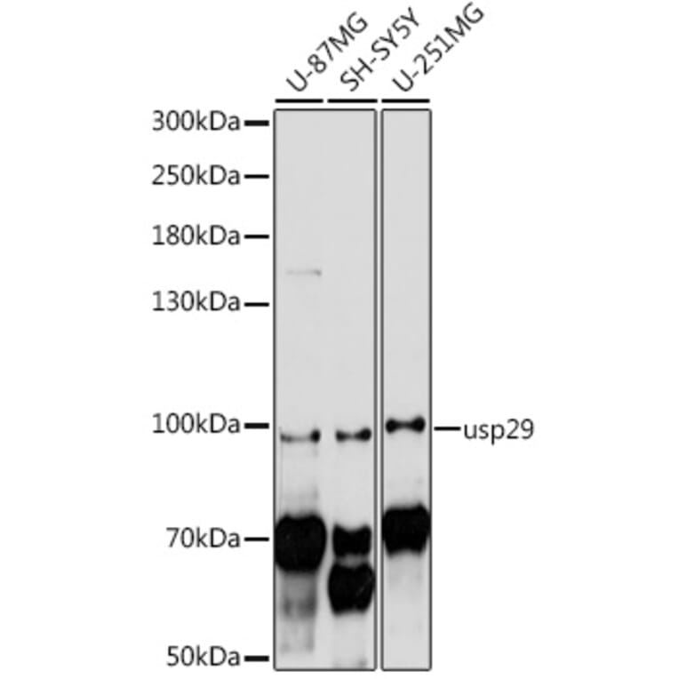 Western Blot - Anti-USP29 Antibody (A91594) - Antibodies.com