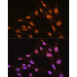 Immunofluorescence - Anti-YY2 Antibody (A91596) - Antibodies.com