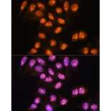 Immunofluorescence - Anti-YY2 Antibody (A91596) - Antibodies.com