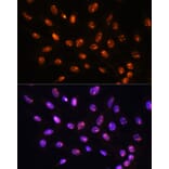 Immunofluorescence - Anti-YY2 Antibody (A91596) - Antibodies.com