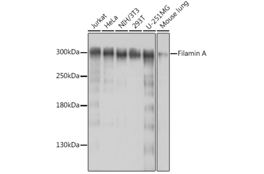 Western Blot - Anti-Filamin A Antibody (A91597) - Antibodies.com