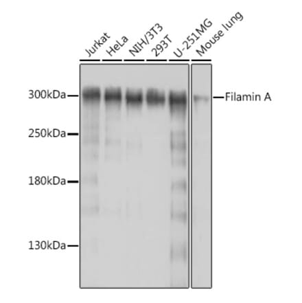 Western Blot - Anti-Filamin A Antibody (A91597) - Antibodies.com