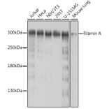 Western Blot - Anti-Filamin A Antibody (A91597) - Antibodies.com