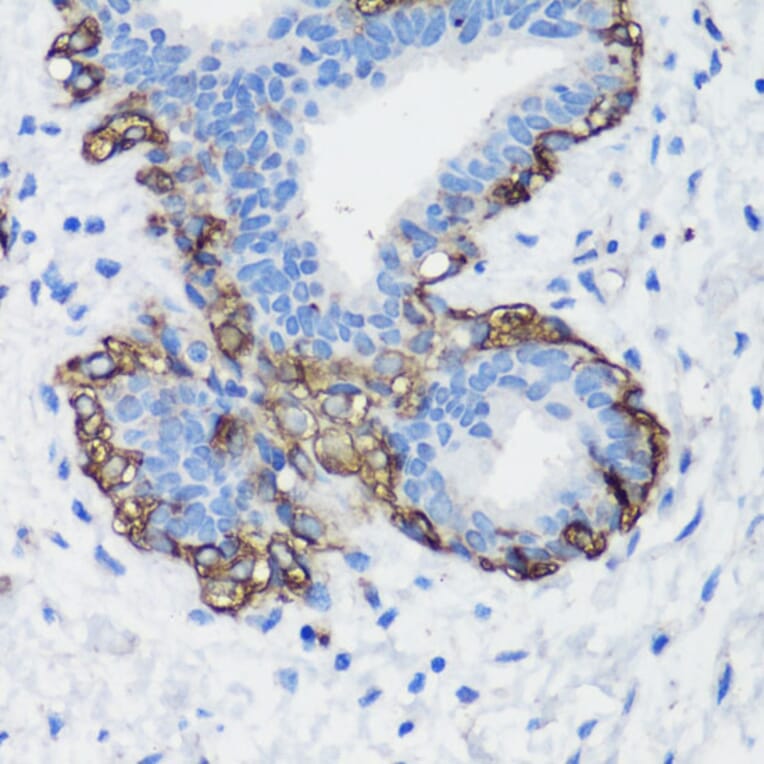 Immunohistochemistry - Anti-Filamin A Antibody (A91597) - Antibodies.com