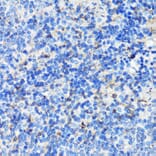 Immunohistochemistry - Anti-Filamin A Antibody (A91597) - Antibodies.com