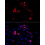 Immunofluorescence - Anti-Filamin A Antibody (A91597) - Antibodies.com