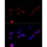 Immunofluorescence - Anti-Filamin A Antibody (A91597) - Antibodies.com