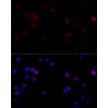 Immunofluorescence - Anti-Filamin A Antibody (A91597) - Antibodies.com