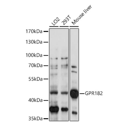 Western Blot - Anti-GPR182 Antibody (A91600) - Antibodies.com