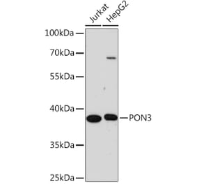 Western Blot - Anti-PON3 Antibody (A91602) - Antibodies.com