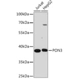 Western Blot - Anti-PON3 Antibody (A91602) - Antibodies.com