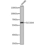 Western Blot - Anti-SLC16A4/MCT 5 Antibody (A91603) - Antibodies.com