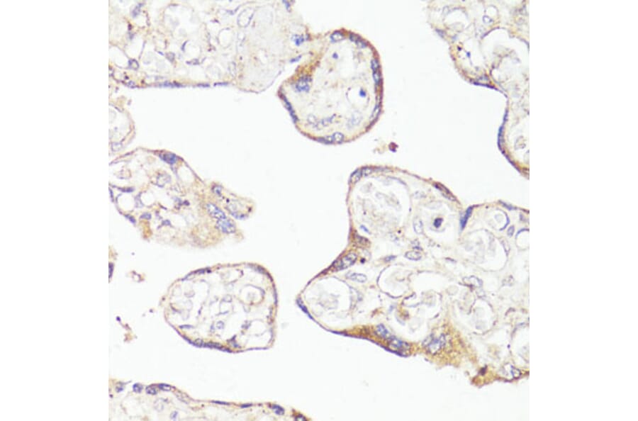 Immunohistochemistry - Anti-OPRM1 Antibody (A14177) - Antibodies.com