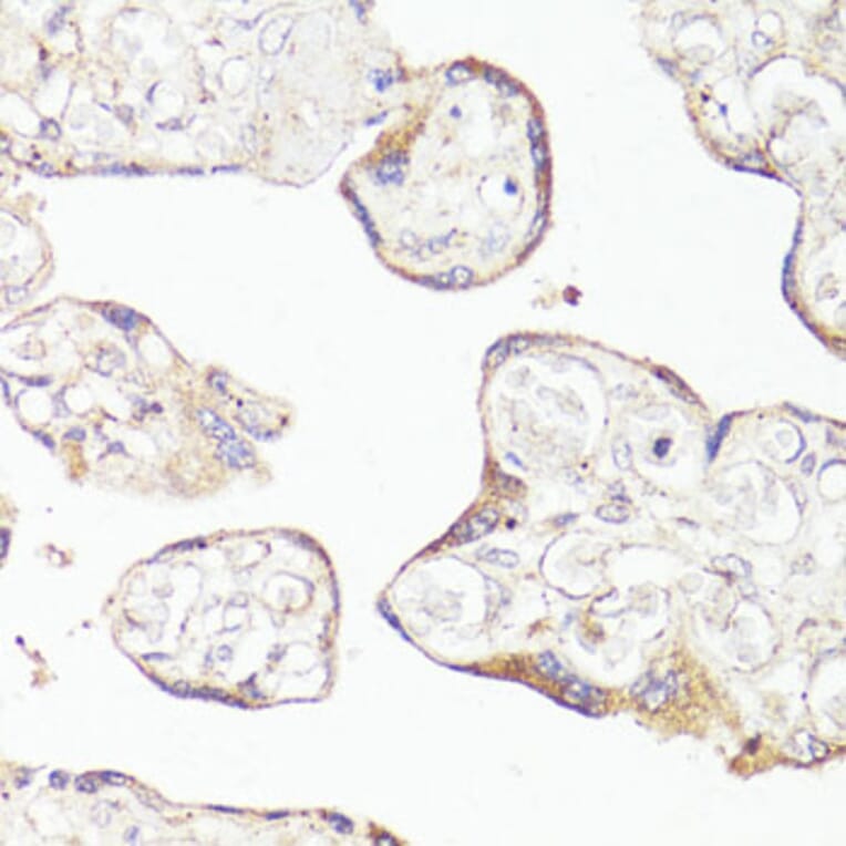 Immunohistochemistry - Anti-OPRM1 Antibody (A14177) - Antibodies.com