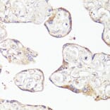 Immunohistochemistry - Anti-OPRM1 Antibody (A14177) - Antibodies.com
