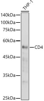 Anti-CD4 Antibody (A91607) | Antibodies.com