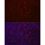 Immunofluorescence - Anti-CD4 Antibody (A91607) - Antibodies.com