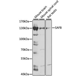 Western Blot - Anti-SAFB Antibody (A91609) - Antibodies.com