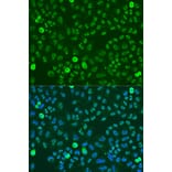 Immunofluorescence - Anti-SAFB Antibody (A91609) - Antibodies.com