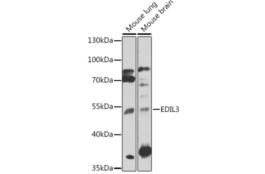 Western Blot - Anti-EDIL3/DEL1 Antibody (A91612) - Antibodies.com