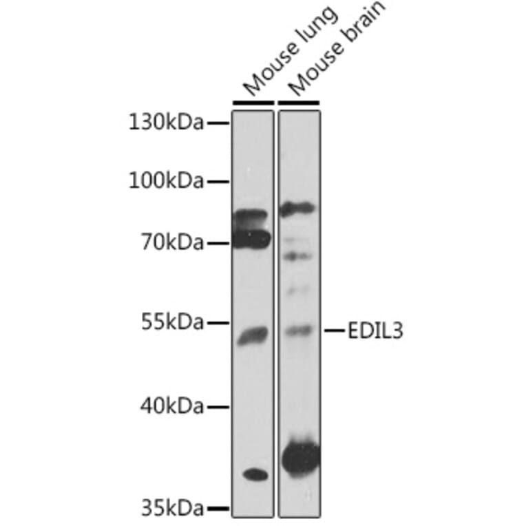 Western Blot - Anti-EDIL3/DEL1 Antibody (A91612) - Antibodies.com