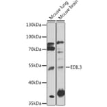 Western Blot - Anti-EDIL3/DEL1 Antibody (A91612) - Antibodies.com