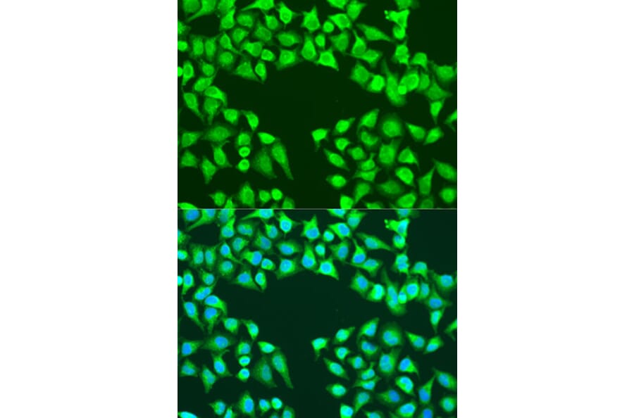 Immunofluorescence - Anti-EDIL3/DEL1 Antibody (A91612) - Antibodies.com