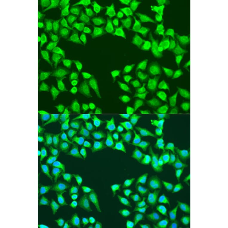 Immunofluorescence - Anti-EDIL3/DEL1 Antibody (A91612) - Antibodies.com