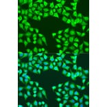 Immunofluorescence - Anti-EDIL3/DEL1 Antibody (A91612) - Antibodies.com