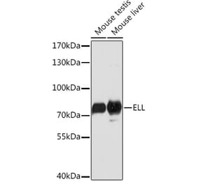 Western Blot - Anti-ELL Antibody (A91613) - Antibodies.com