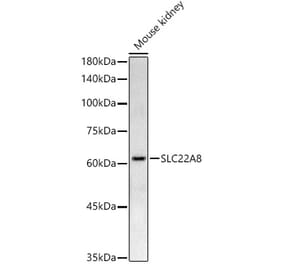 Western Blot - Anti-OAT3 Antibody (A91617) - Antibodies.com