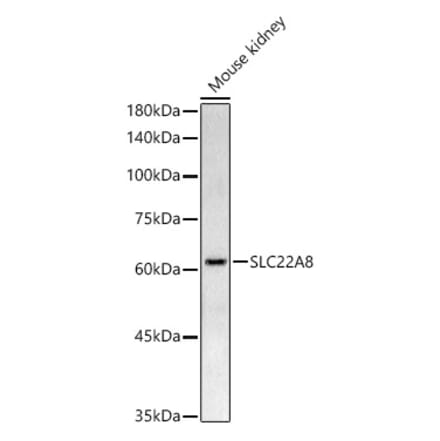 Western Blot - Anti-OAT3 Antibody (A91617) - Antibodies.com