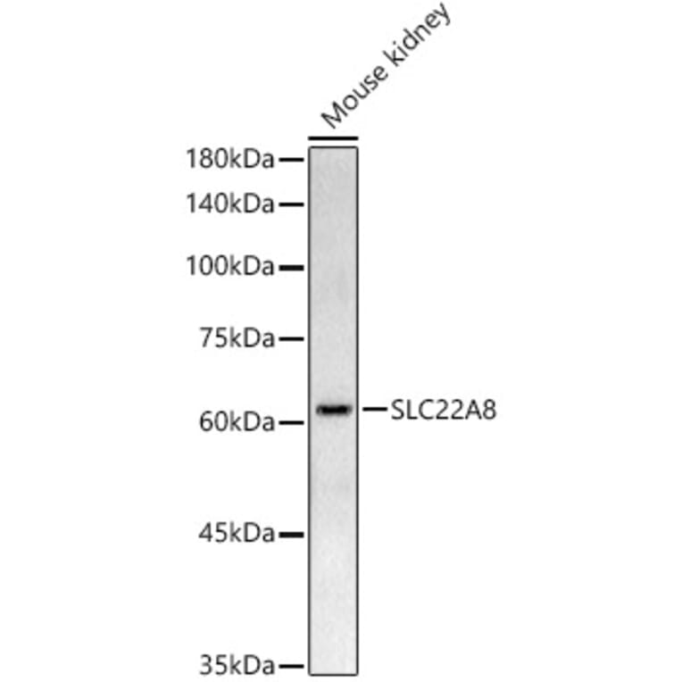 Western Blot - Anti-OAT3 Antibody (A91617) - Antibodies.com