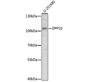 Western Blot - Anti-DPP10 Antibody (A91620) - Antibodies.com