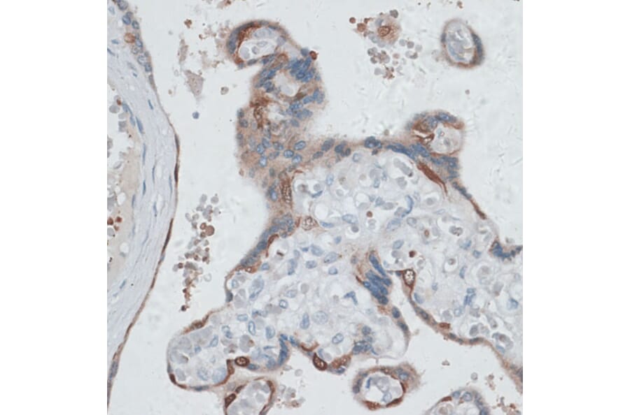 Immunohistochemistry - Anti-HDAC7 Antibody (A91621) - Antibodies.com