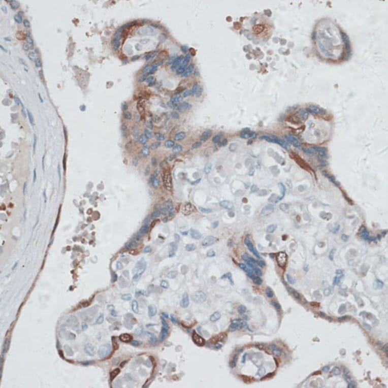 Immunohistochemistry - Anti-HDAC7 Antibody (A91621) - Antibodies.com